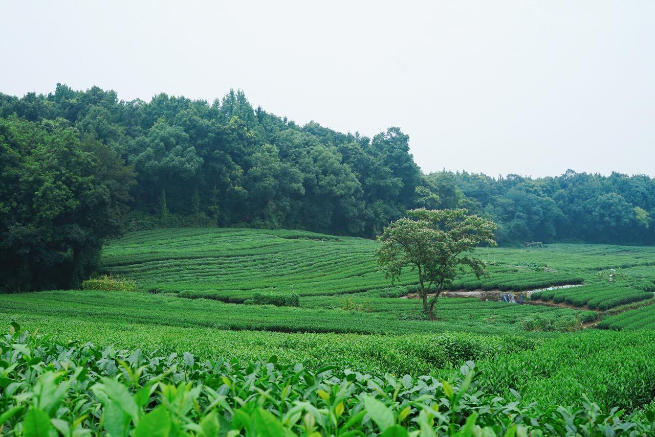 The Mountain Hotel Hangzhou Buitenkant foto